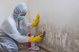 Best Black Mold Removal  in Franklin, LA